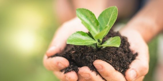 green plant in hands